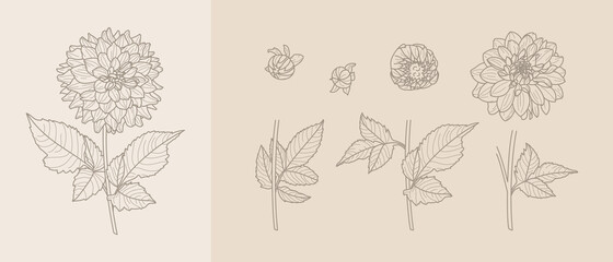 Set Dahlia Flowers with Leaves in Trendy Minimal Liner Style. Vector Floral Illustration for printing on t-shirt, Web Design, Invitation, Posters, creating a logo and monograms