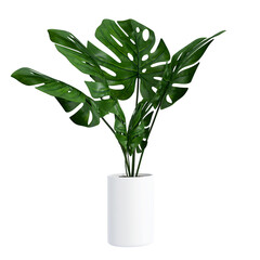 Monstera in a pot isolated on white background, Close up of tropical leaves or houseplant that grow indoor for decorative purpose. - obrazy, fototapety, plakaty