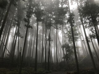 霧の中の木立