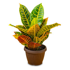 Variegated croton in pot