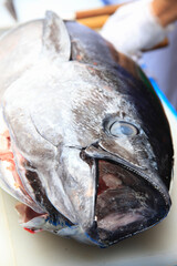 マグロの解体ショー