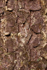 Texture of coniferous tree bark. Vertical format