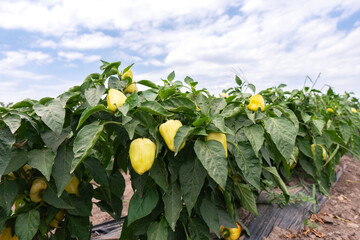 Young pepper grows in the farmer field. Growing pepper field in diffused light on the sunset