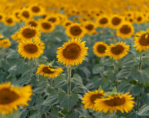 Blooming sunflower field background during sunset. Selective focus