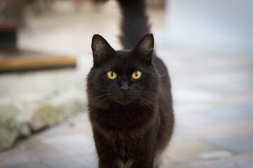 Portrait of a black cat