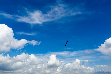 blue sky with heavy cumulus clouds and bird silhouettes.