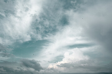Fototapeta premium bright sky with blurry clouds and soaring birds
