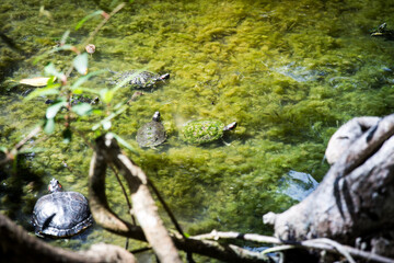 Turtles 