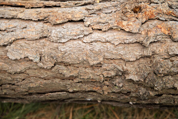 Tree trunk texture - pine trunk cut in the middle of the forest - environmental deforestation