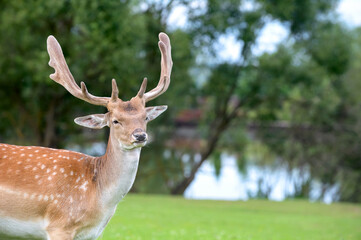 Male buck Fallow deer (Dama dama) portrait on  pond and trees natural background
