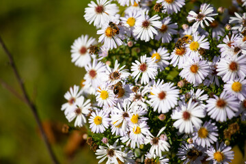 Obraz premium Chamomile on a green background with a bee