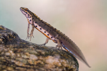 Ein Teichmolch Männchen im Wasser schwimmend an einem Stein