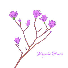 magnolia flower with branch isolated background