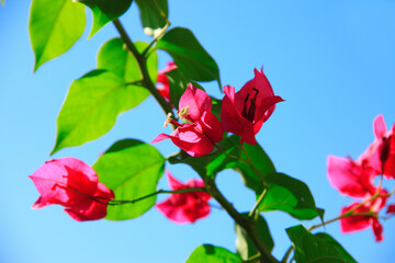 ブーゲンビリア