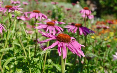 pink echinacea flowers