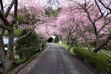 トンネルの手前の河津桜並木