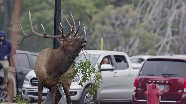 Angry Bull Elk shaking its head and bugling as it fights to get branch off of its antlers during the rut in Yellowstone.