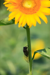 ヒマワリとセミ
