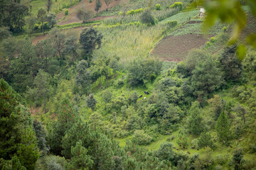 Planting area in the mountains with cows grazing in the field - rural area full of nature - agricultural fields in Latin America