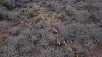 Giraffes running through the bush in a game reserve in South Africa