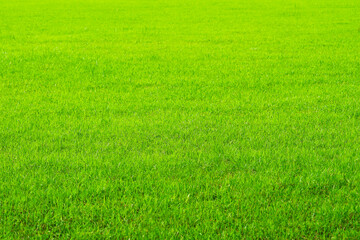 Obraz na płótnie Canvas nature green grass in the farm background
