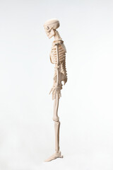 骸骨の模型