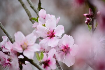 Fototapeta na wymiar 公園などではほとんど目にすることができないアーモンドは春を告げる花です