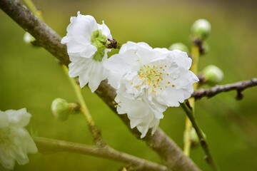 真っ白なシダレハナモモのクローズアップ