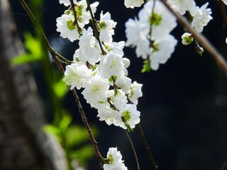 見ているだけで目が細くなる、純白のシダレハナモモ