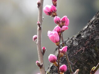 真冬を過ぎて小さなその姿を見せ始めた梅のつぼみ
