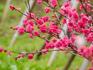 白いハナモモ、赤いハナモモ、それにピンクとハナモモはカラフルです