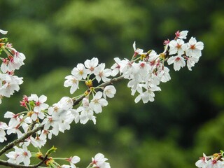 緑の背景に白さ際立つソメイヨシノ