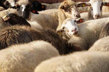 Naklejka premium A flock of sheep in a farmyard