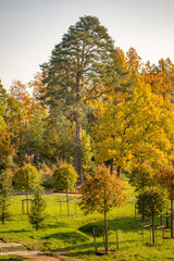 Obraz premium Autumn landscape with yellow grass, leaves and autumn trees