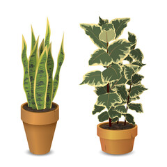 Potted plants in pot for indoor use as houseplants