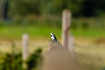 Pliszka siwa Motacilla alba odpoczywa na drewnianym słupku i obserwuje owada - głodny ptak