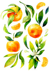 Watercolour bright sketch of ripe mandarin fruit. Watercolor illustration for any colourful design. Hand drawn mandarin isolated on white background. Orange fruit with green leaves.