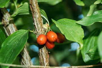 Fototapeta premium Branch With Fruits Of Cornus Mas. Growing Organic Fruits Closeup In Sunny Summer Day