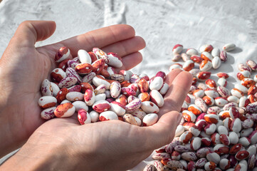 Bean grains in the gentle palms of a young woman. Kidney Beans are poured out of woman's hands in a heap. The concept of food safety, protein nutrition, growing beans (Phaseolus vulgaris)