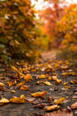 Path in the autumn forest, yellow fallen leaves, natural nature, beautiful autumn background.
