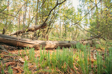 Spinulum Annotinum Plant On Background Fallen Tree In European Forest