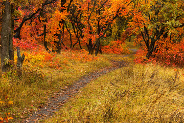 Path in the autumn forest, yellow fallen leaves, natural nature, beautiful autumn background.