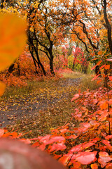 Fototapeta premium Path in the autumn forest, yellow fallen leaves, natural nature, beautiful autumn background.