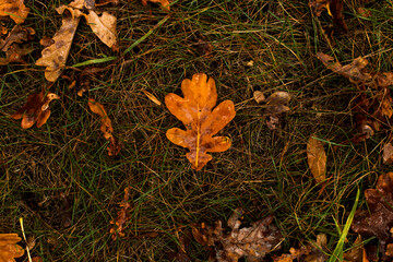 Fallen one oak leaves on the grass, natural nature, beautiful autumn background.
