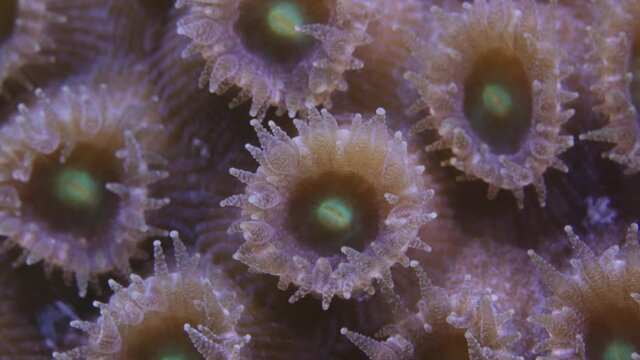 Close up of Montastraea cavernosa Coral polyps with tentacles