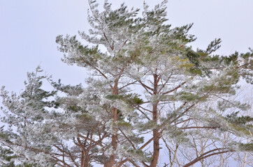 真冬の日本で、松の木に雪が積もった風景