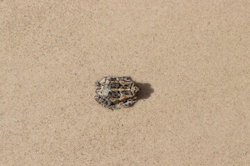 shell on sand