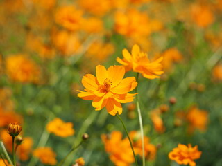 コスモスと秋の空