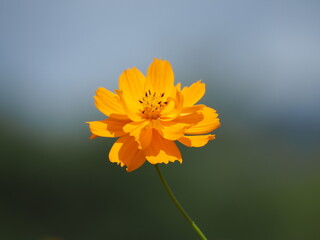 コスモスと秋の空