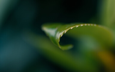Green leaf close up